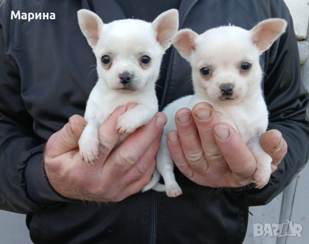 Чихуахуа кученца мъжки и женски