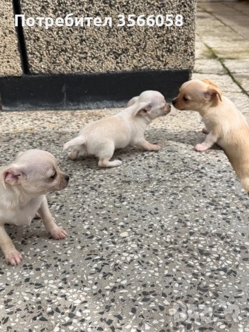 Чихуахуа , снимка 5 - Чихуахуа - 54096135