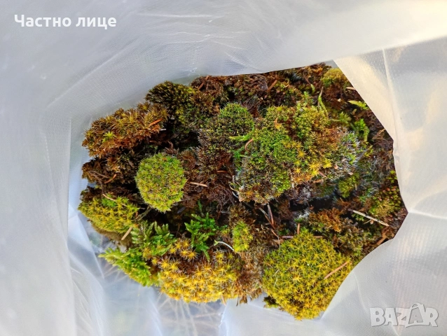 Натурален горски мъх за декорация 