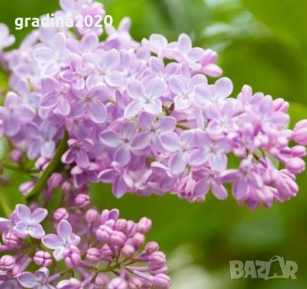 Люляк / Lilac, снимка 8 - Разсади - 51517423