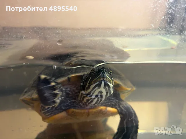 Водна костенурка