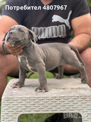 Американско були Хл, снимка 2 - Други - 54314440