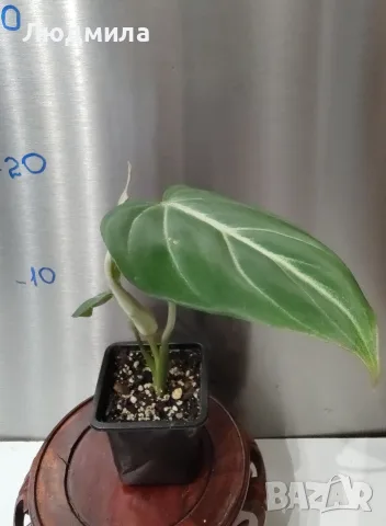Филодендрон 'Глориозум Зебра' / Philodendron gloriosum zebra, снимка 5 - Стайни растения - 55607037
