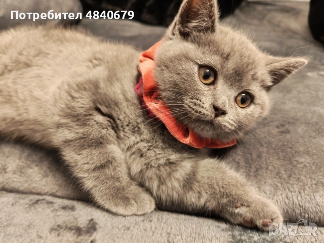 Чистокръвни британчета, снимка 5 - Британска късокосместа - 54972566