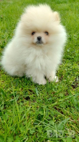 Мини померан, снимка 3 - Померан - 54153656