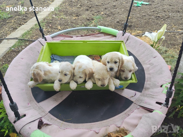 Продават се кокер шпаньоли, снимка 7 - Кокер шпаньол - 49042795
