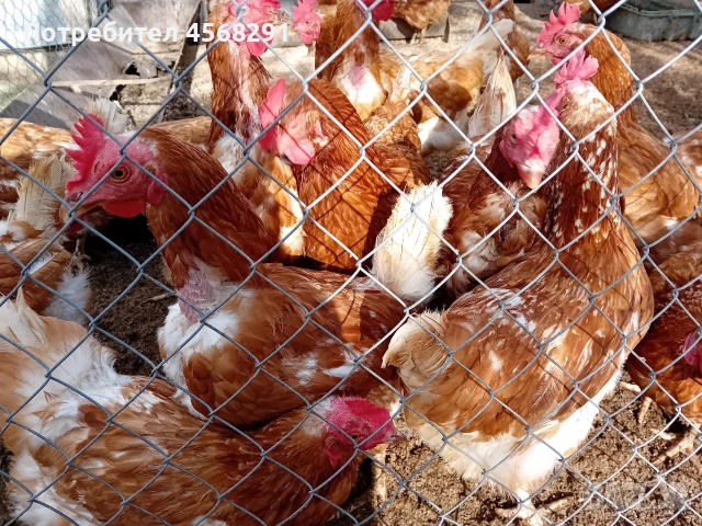 Продавам домашни яйца, снимка 2 - Домашни продукти - 54818857