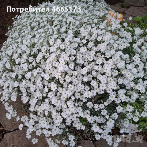 Растение Рожец, снимка 2 - Градински цветя и растения - 54542972