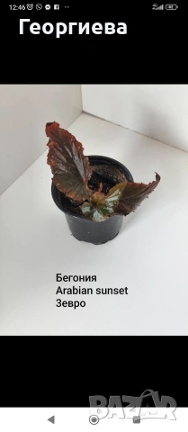 декоративно листни растения , снимка 16 - Стайни растения - 54615459