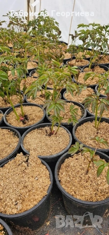 Божур, снимка 5 - Градински цветя и растения - 54232997