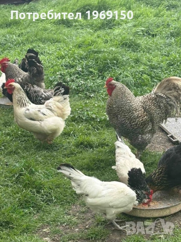 Продавам домашни яйца , снимка 4 - Кокошки и пуйки - 54398773