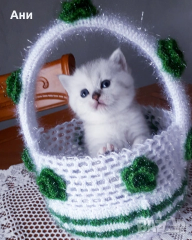 Котенца Момчета Като Борчета, снимка 4 - Британска късокосместа - 54379889