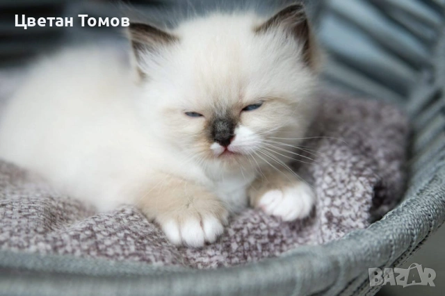 Чистокръвни котенца РАГДОЛ търсят своите любящи семейства!, снимка 10 - Други - 54919101