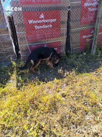 Чисто кръвна Немска овчарка на 4 месеца женска , снимка 5 - Немска овчарка - 54319285