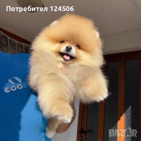 Померан мини померанче