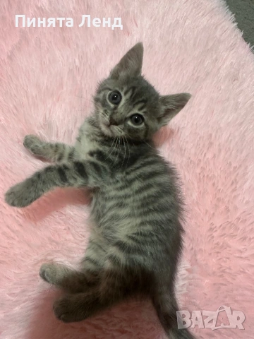 Подарявам котенца
