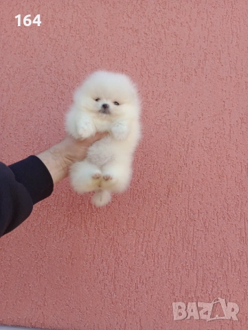 Бели мини Померани. Реални снимки! Изпращам клипове!, снимка 4 - Померан - 54012946