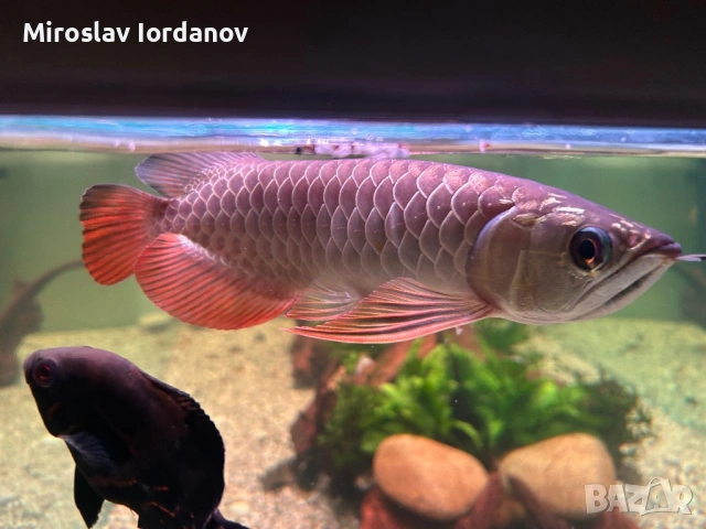 Arowana RTG, снимка 7 - Рибки - 54100964