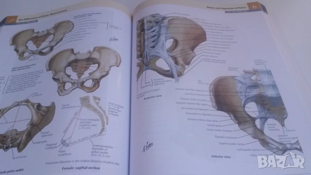 Атлас по анатомия - Atlas of Human Anatomy - Frank H. Netter, MD, 7-мо издание, снимка 13 - Учебници, учебни тетрадки - 54084472