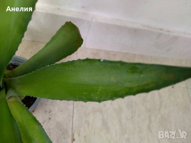 АГАВЕ два вида , снимка 5 - Стайни растения - 54287386