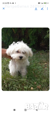 Малтийски болонки