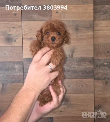 Много дребни червени Той пудели. 