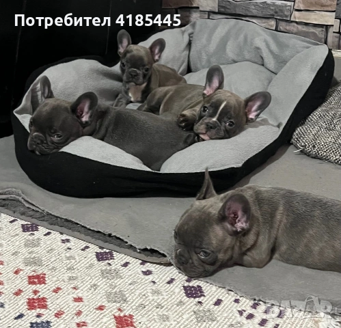 Френски булдог, снимка 4 - Френски булдог - 54979235