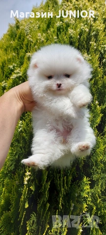 мини момиче