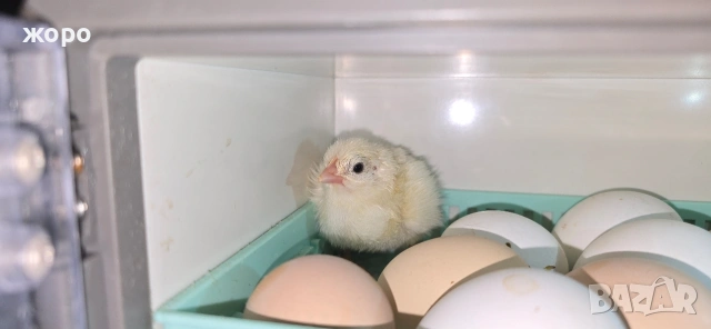 малък инкобатор