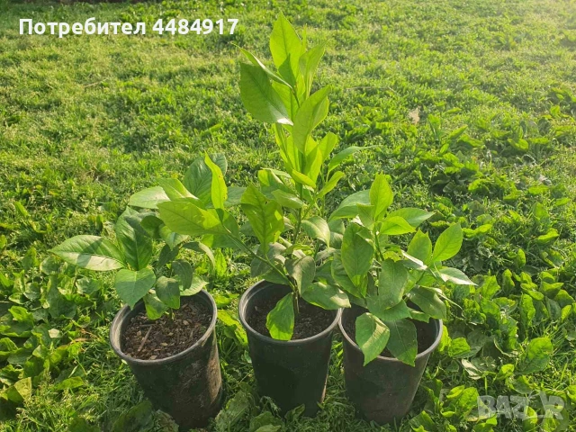 Расад лимони