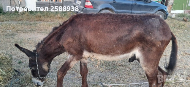 Мъжко магаре 7г., снимка 3 - Коне - 55107796