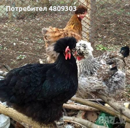 Селски кокошки
