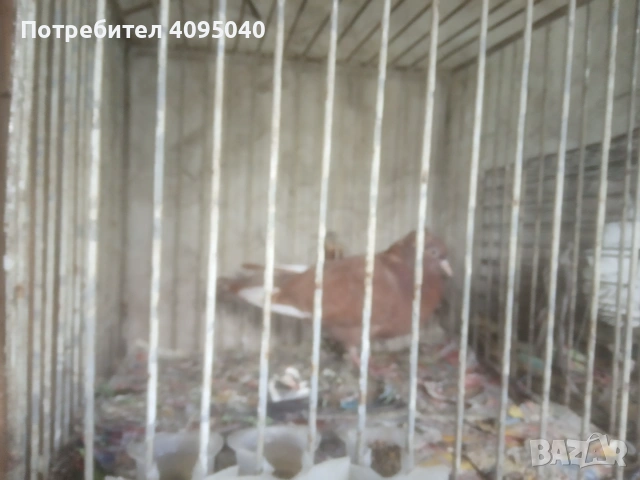 Продавам гълъби, снимка 8 - Гълъби - 51379486