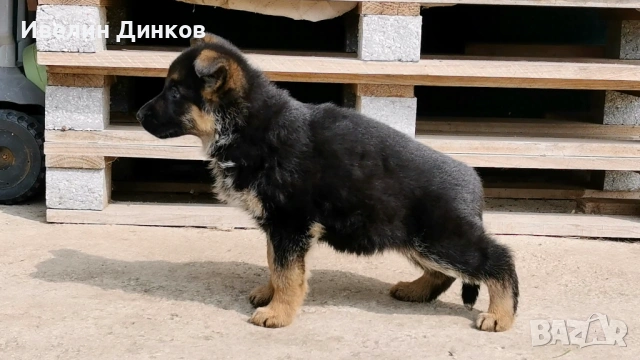 Немска овчарка с родословие , снимка 4 - Немска овчарка - 54102626