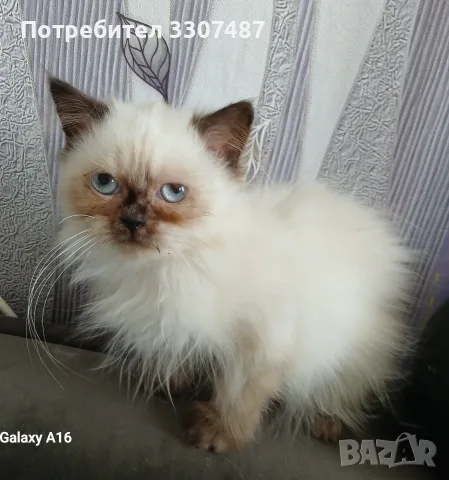 Коте порода Регдол