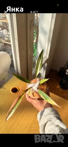 Philodendron Caramel Marble Variegata, снимка 2 - Стайни растения - 55322947