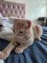 Британско мъжко коте търси своя любящ дом❤️  , снимка 3