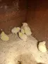 Бройлерни пилета за месо, снимка 1