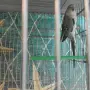 поен папагал женски син, снимка 2