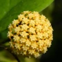 Hoya Хоя CV.Viola , снимка 1