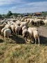 Продавам овце  , снимка 5