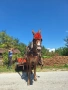 Продавам работно муле, снимка 1