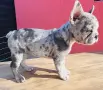Френски булдог мерле, снимка 1