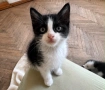 Подарявам котенца, снимка 3
