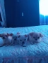 Предлагам 3 прекрасни женски кученца Чихуахуа, отгледани с много любов и грижи. Женски. Игриви и соц, снимка 8