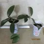  хоя восъче двуцветно, снимка 3