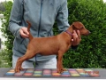 Миниатюрен Пинчер / zwergpinscher, снимка 3