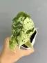 Alocasia Dragon Scale Mint, снимка 2