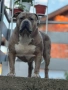 Американско Були Хл American bully Xl ABKC , снимка 2