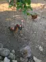 продавам ярки и петли на 3-4 месеца, снимка 3